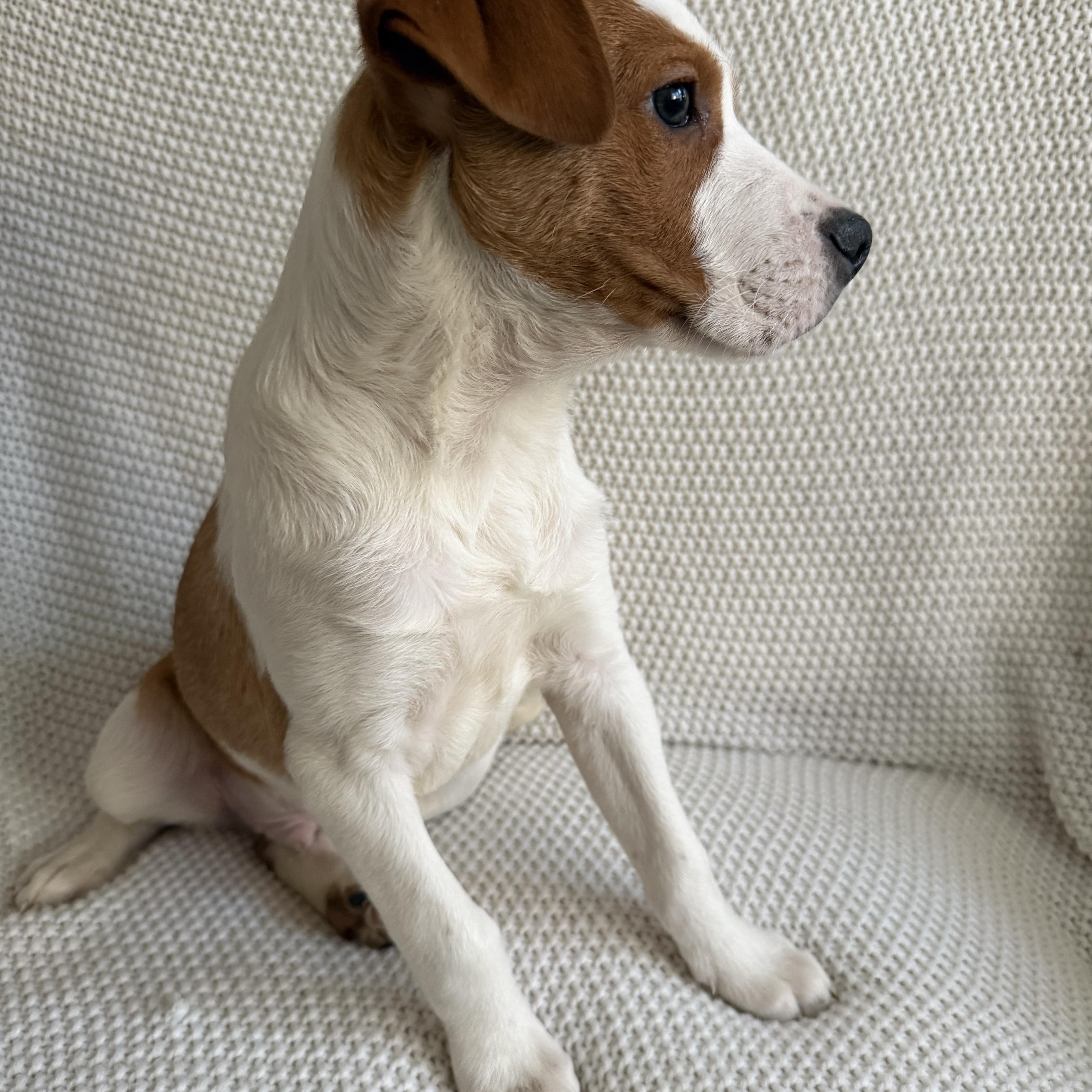 Enlarge Pablo, a ADOPTABLE mixed breed in Wrightstown, NJ image 6/6