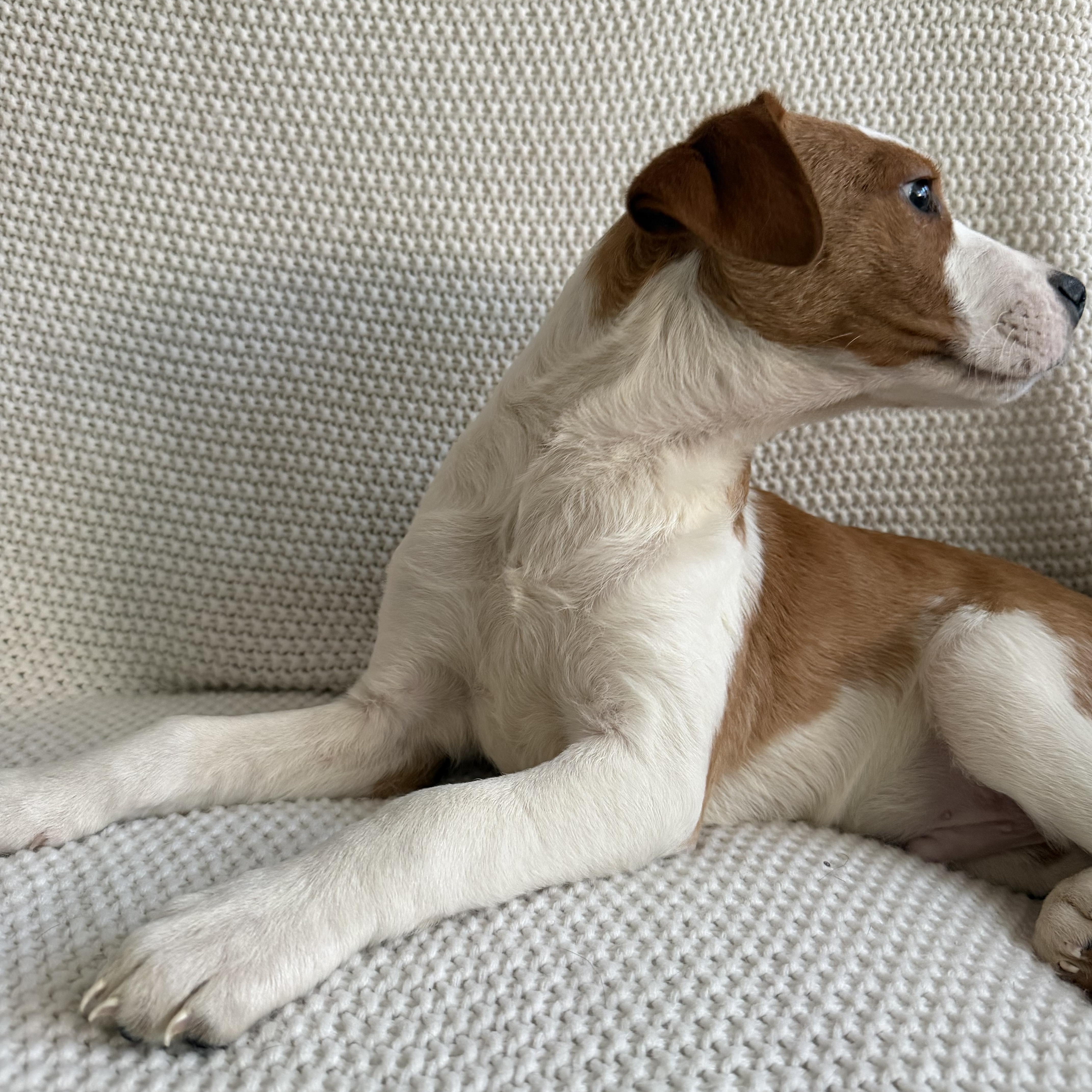 Enlarge Pablo, a ADOPTABLE mixed breed in Wrightstown, NJ image 2/6