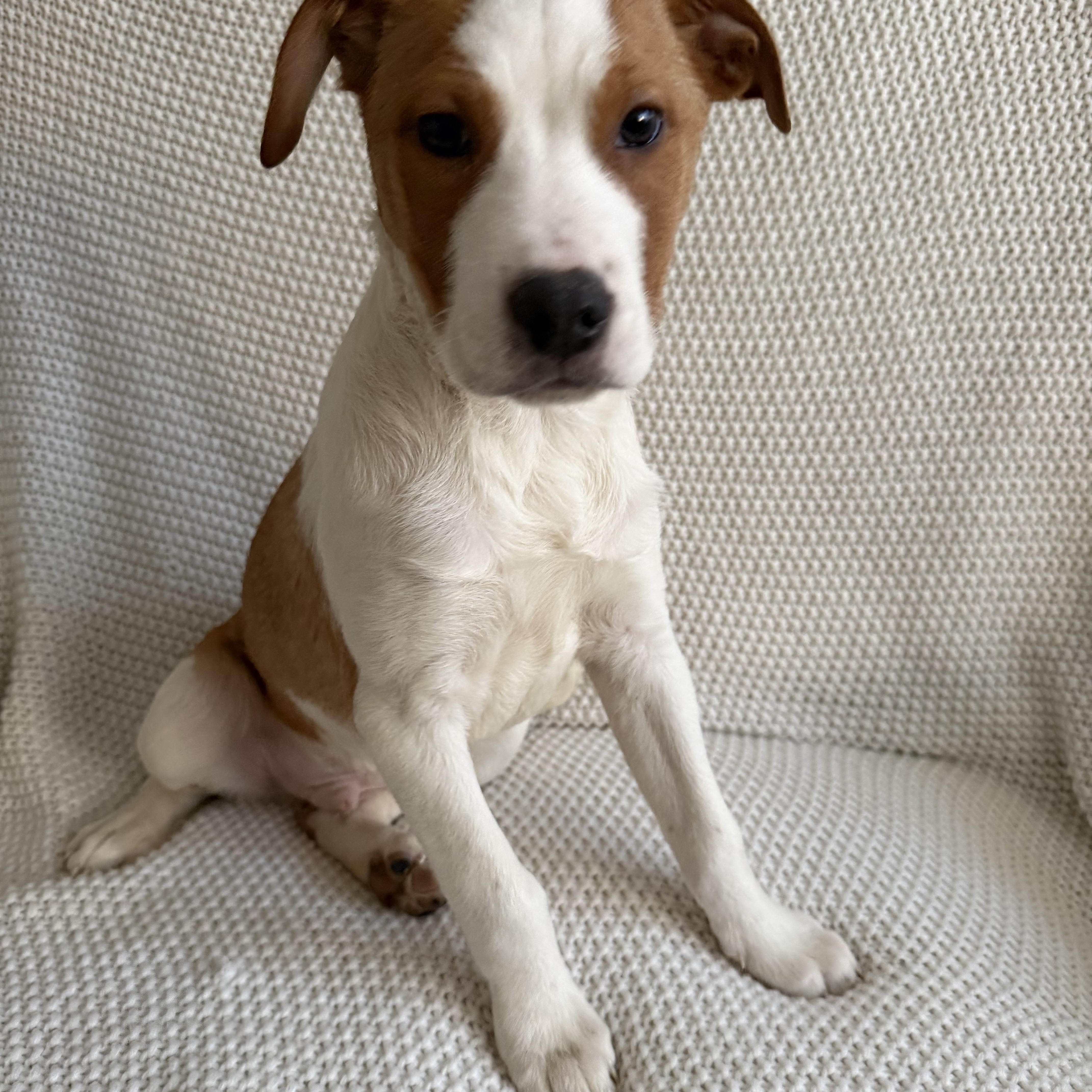 Enlarge Pablo, a ADOPTABLE mixed breed in Wrightstown, NJ image 4/6