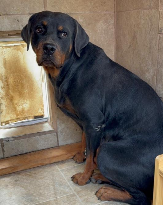 Coco, Adoptable, Adult Female Rottweiler.