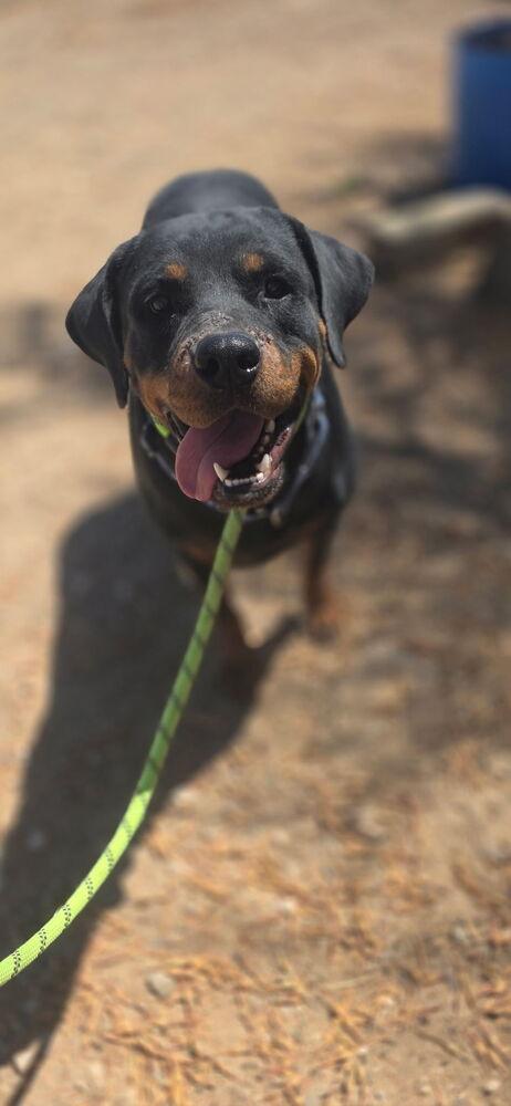Enlarge Coco, a Adoptable Rottweiler in Gilbert, AZ image 2/3