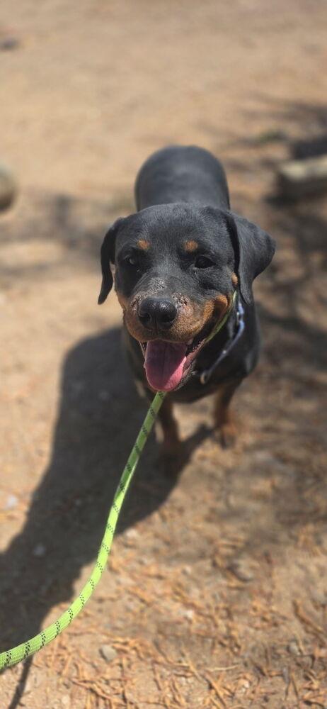 Enlarge Coco, a Adoptable Rottweiler in Gilbert, AZ image 3/3
