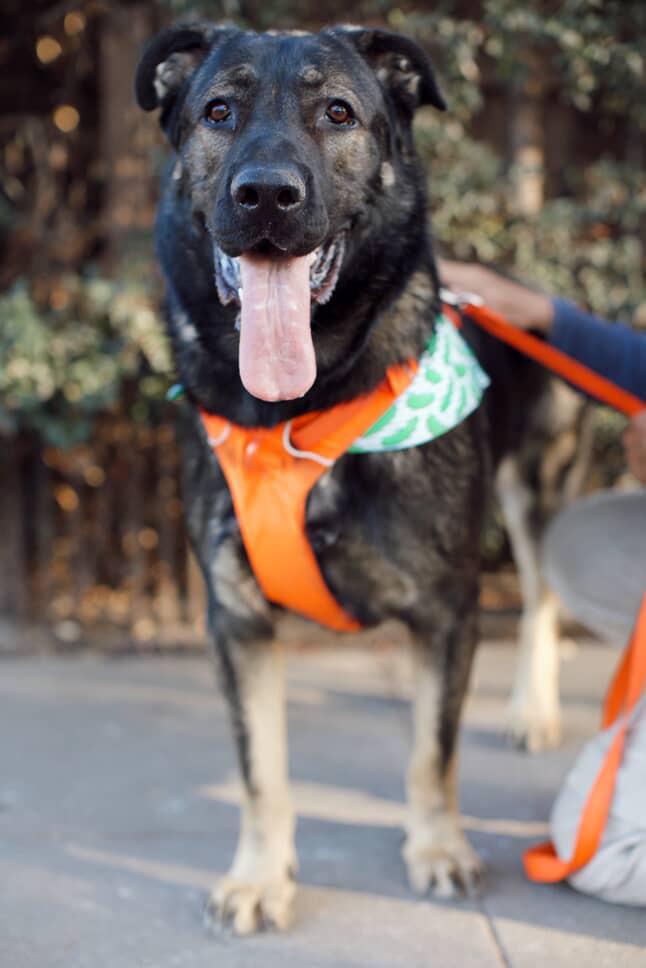 Edward, Adoptable, Young Male German Shepherd Dog.