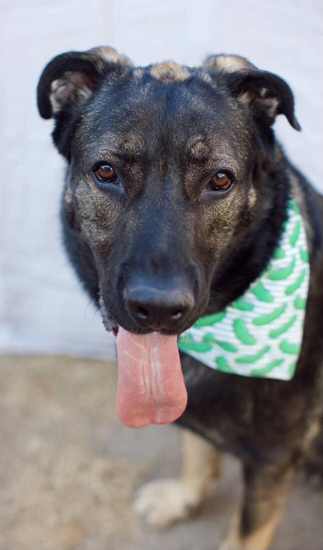 Enlarge Edward, a Adoptable mixed breed in Los Angeles, CA image 2/5