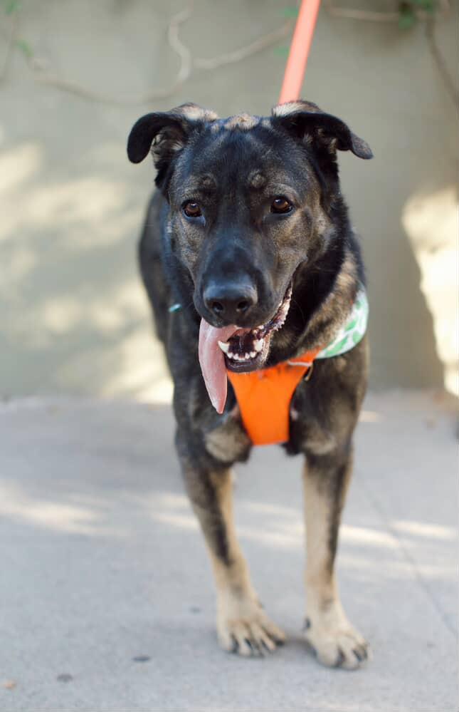 Enlarge Edward, a Adoptable mixed breed in Los Angeles, CA image 3/5