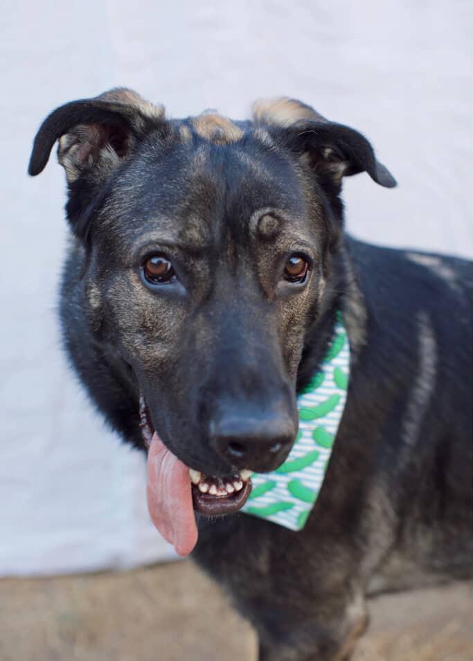 Enlarge Edward, a Adoptable mixed breed in Los Angeles, CA image 4/5