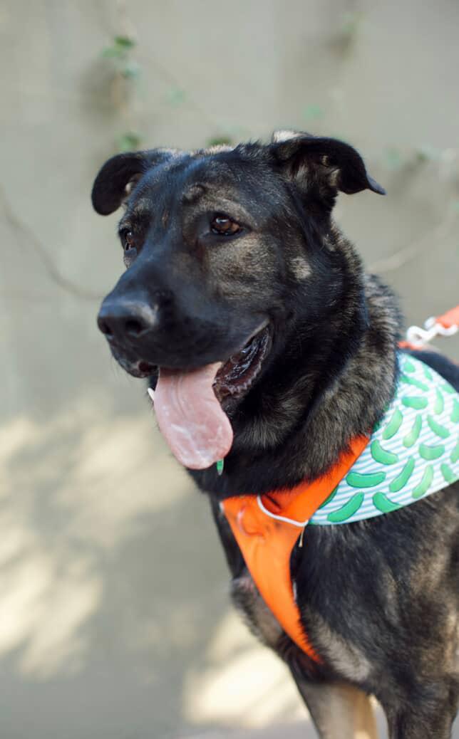Enlarge Edward, a Adoptable mixed breed in Los Angeles, CA image 5/5