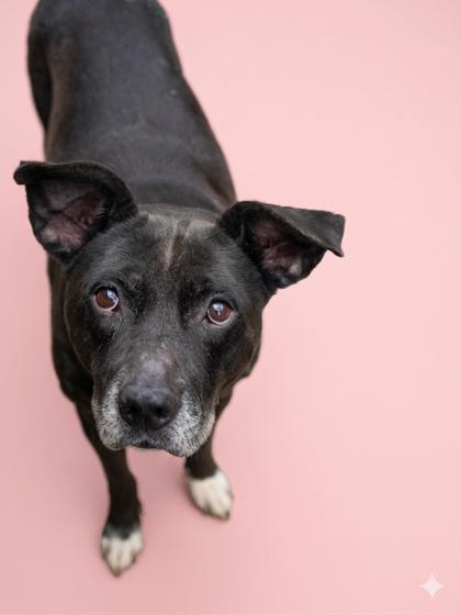 Dixie, a Adoptable mixed breed in Bowling Green, KY image 1/3