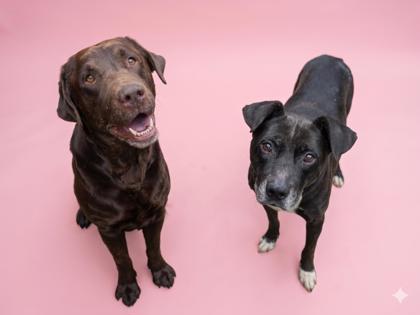Dixie, a Adoptable mixed breed in Bowling Green, KY image 2/3