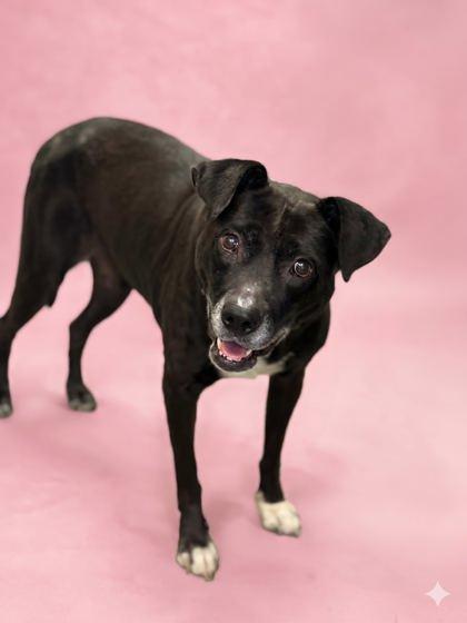 Dixie, a Adoptable mixed breed in Bowling Green, KY image 3/3