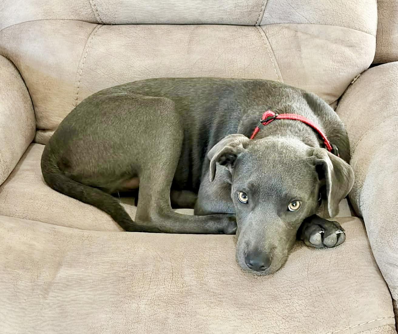 Enlarge Huck, a Adoptable mixed breed in Poughkeepsie, NY image 4/6