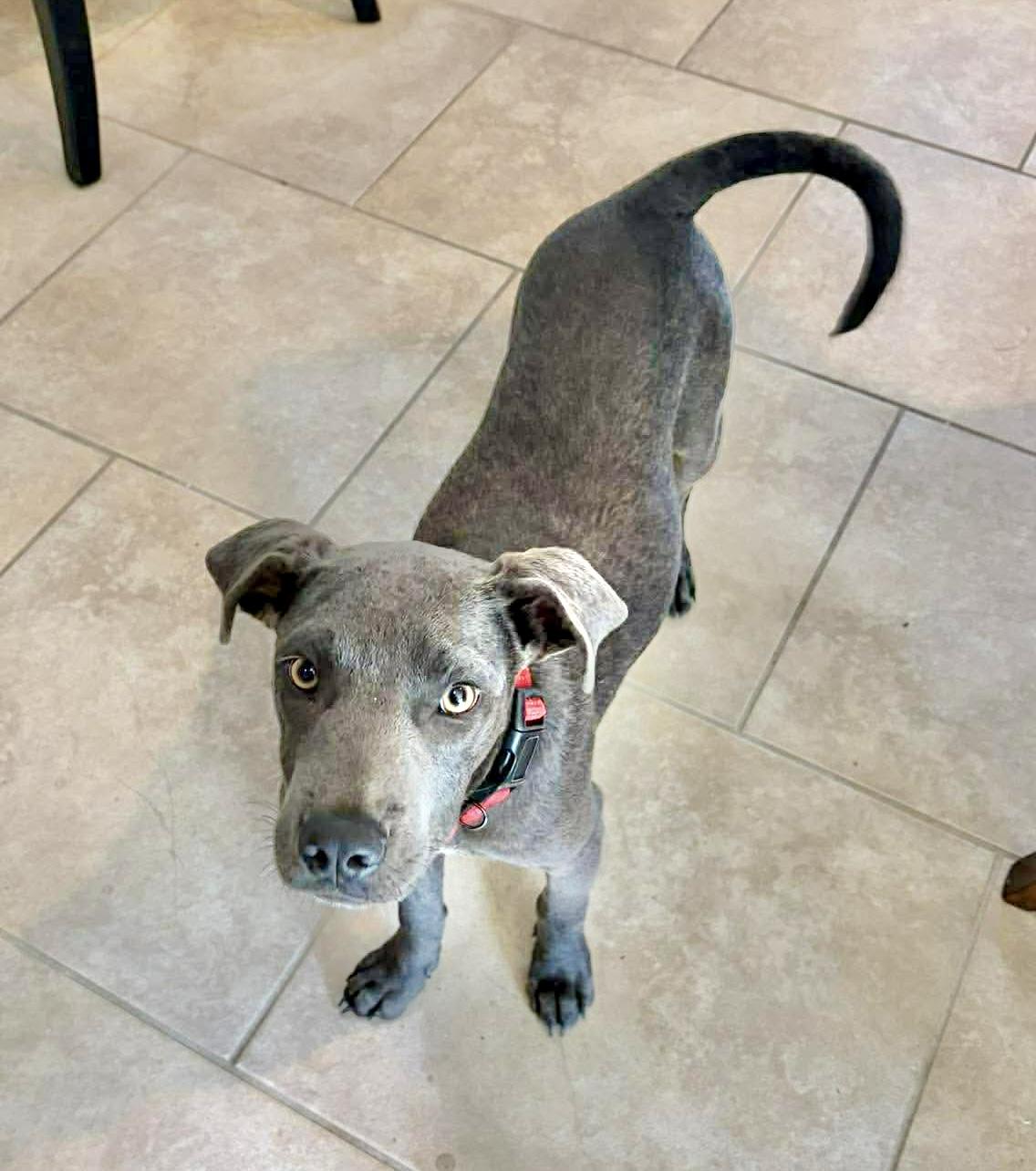 Enlarge Huck, a Adoptable mixed breed in Poughkeepsie, NY image 6/6