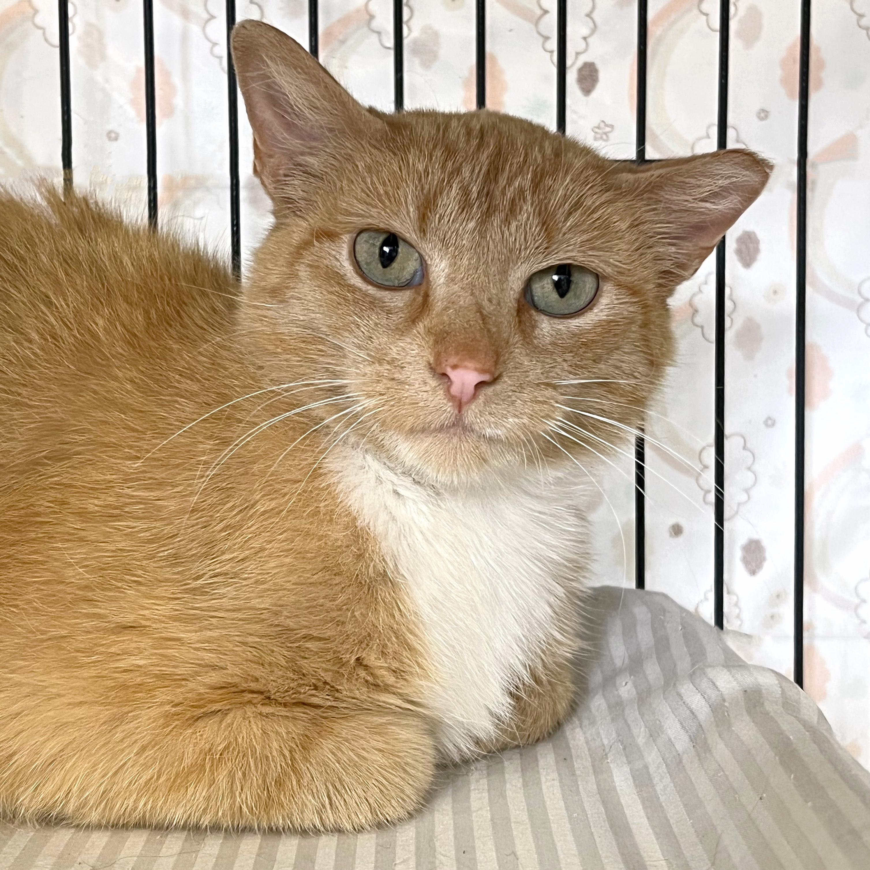 Enlarge Lois Lane, a ADOPTABLE Domestic Short Hair in St. Louis, MO image 1/1