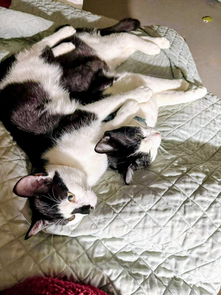 Enlarge Moki, a Adoptable mixed breed in Evergreen, CO image 4/6