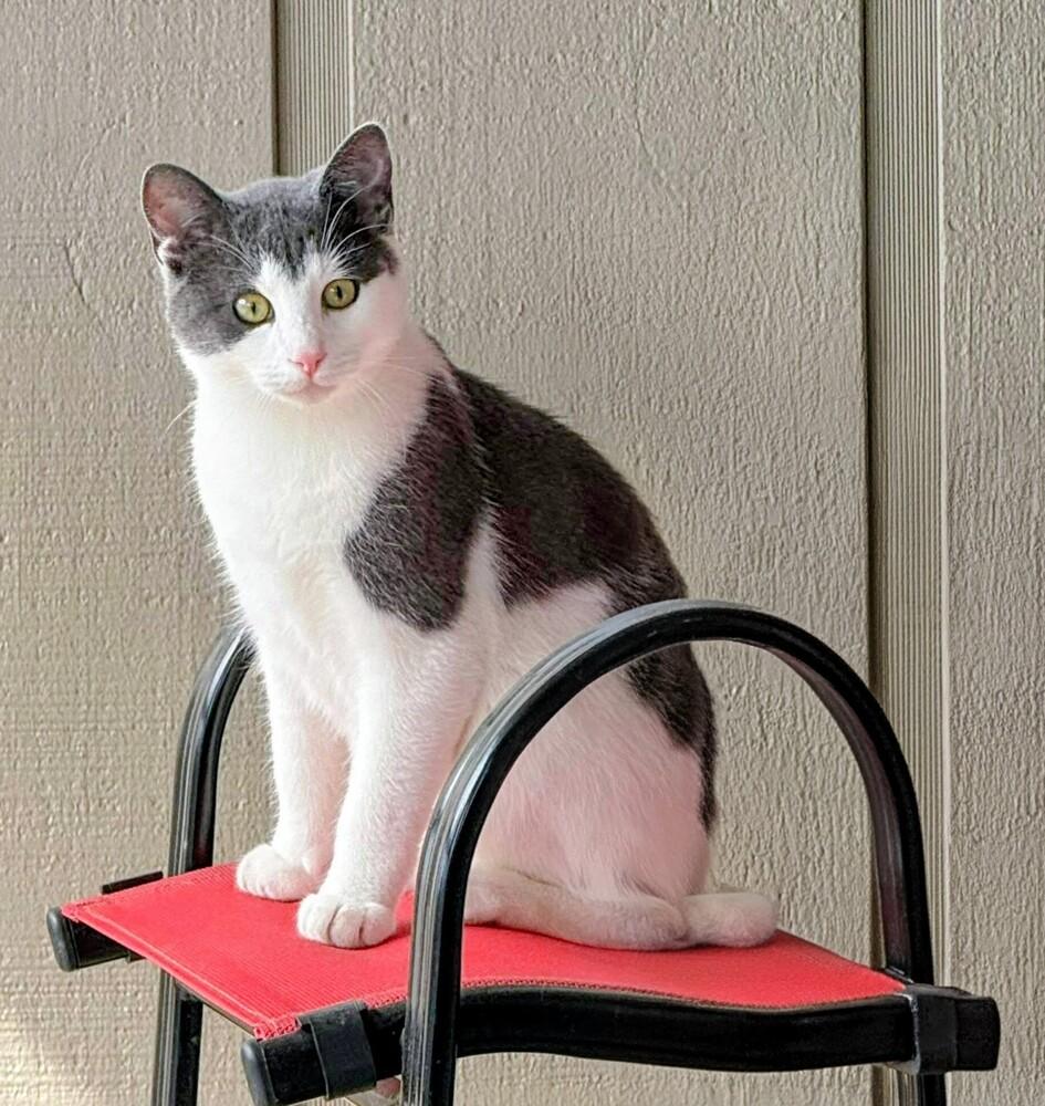 Enlarge Moki, a Adoptable mixed breed in Evergreen, CO image 6/6