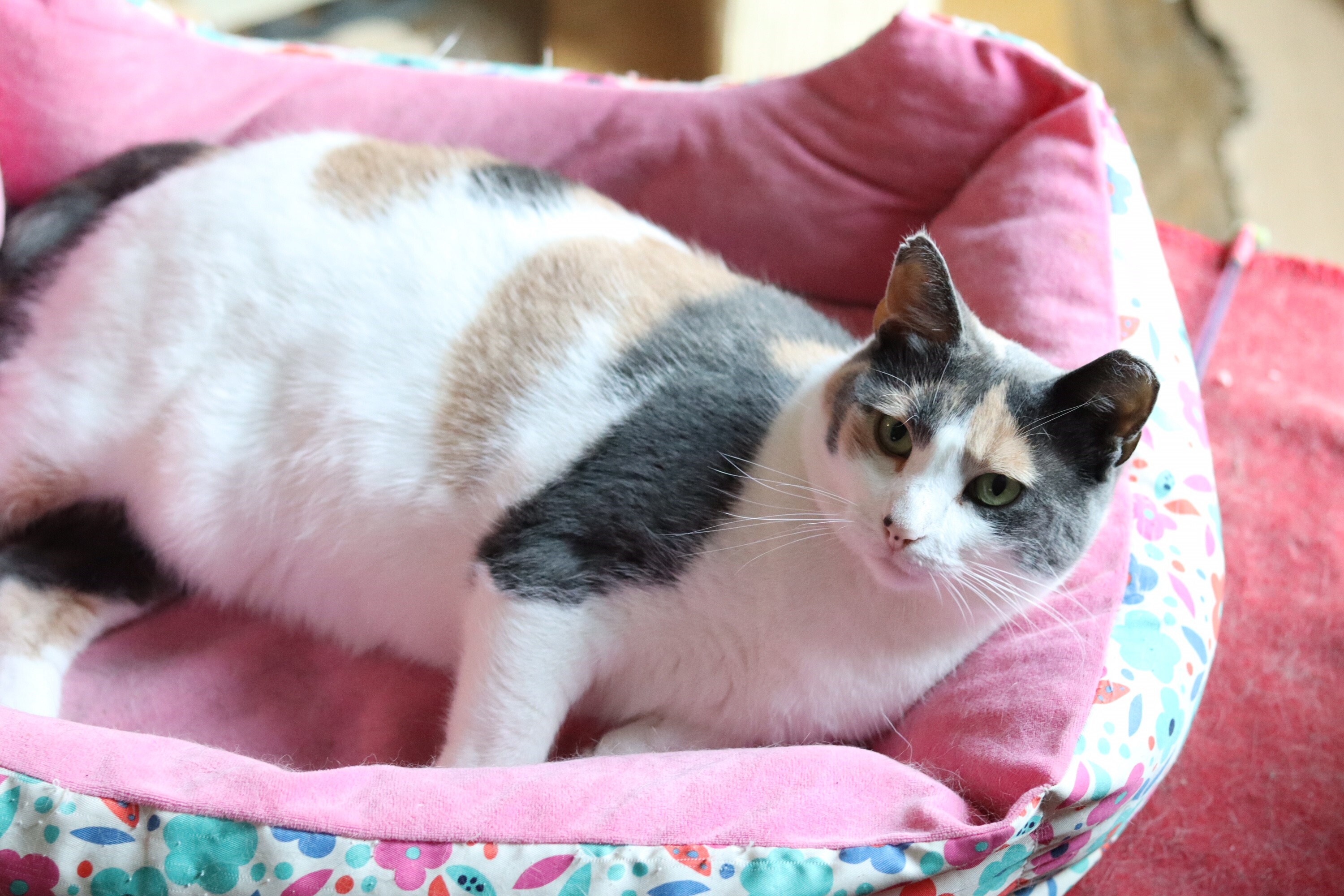 Enlarge Patty Poe SF (bonded w/ Lucy) 0220, a Adoptable Calico in West Bloomfield, MI image 8/12