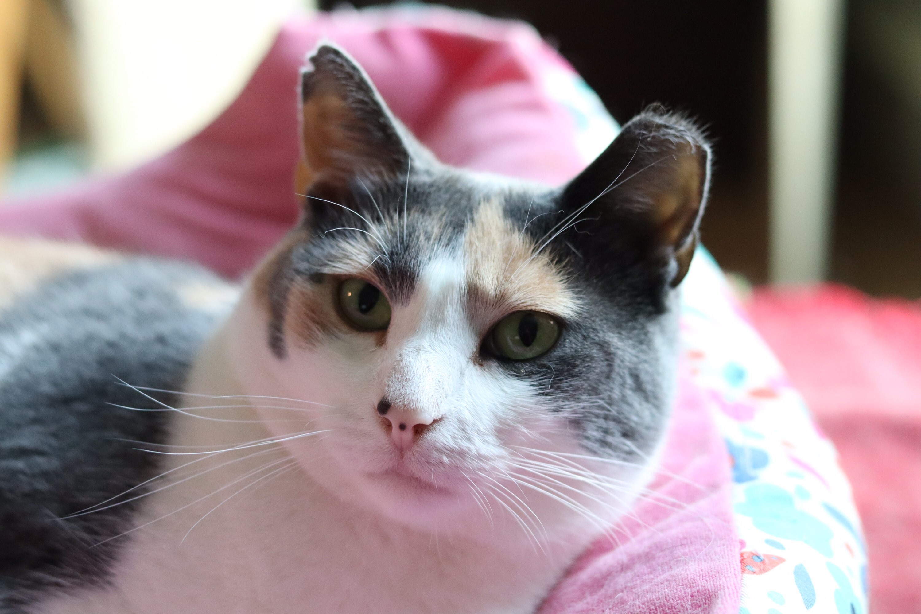 Enlarge Patty Poe SF (bonded w/ Lucy) 0220, a Adoptable Calico in West Bloomfield, MI image 9/12