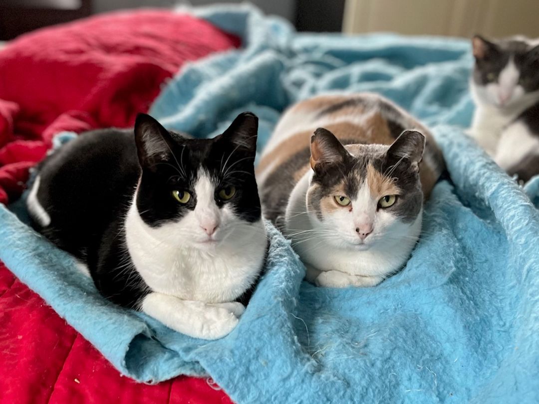 Enlarge Patty Poe SF (bonded w/ Lucy) 0220, a Adoptable Calico in West Bloomfield, MI image 11/12