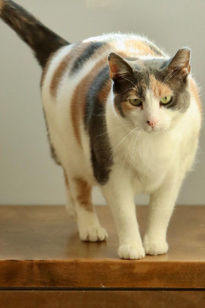 Enlarge Patty Poe SF (bonded w/ Lucy) 0220, a Adoptable Calico in West Bloomfield, MI image 12/12