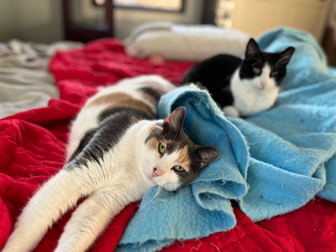 Patty Poe SF (bonded w/ Lucy) 0220, Adoptable, Adult Female Calico.