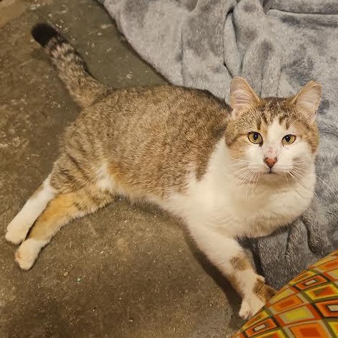 Enlarge Zachariah, a ADOPTABLE mixed breed in CHICAGO, IL image 2/5