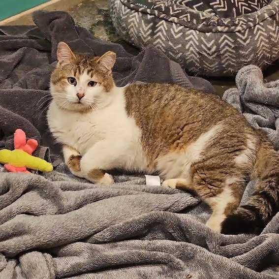 Enlarge Zachariah, a ADOPTABLE mixed breed in CHICAGO, IL image 4/5