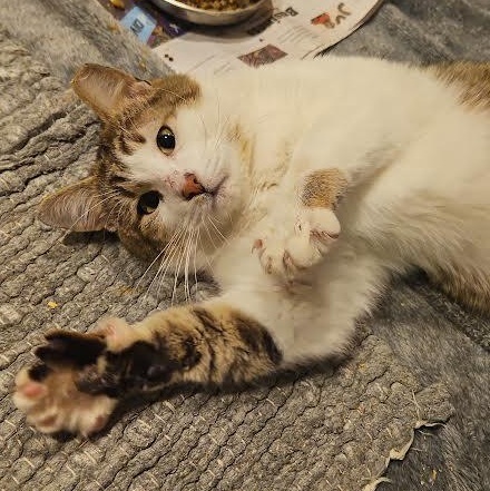 Zachariah, ADOPTABLE, Adult Male Domestic Short Hair & Tabby.