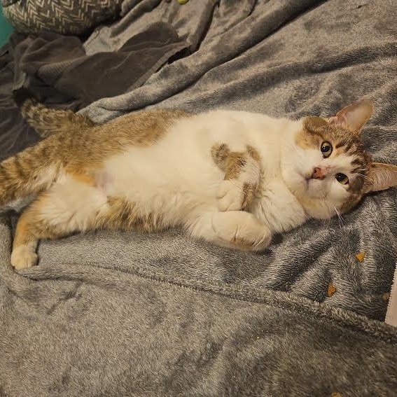 Enlarge Zachariah, a ADOPTABLE mixed breed in CHICAGO, IL image 3/5