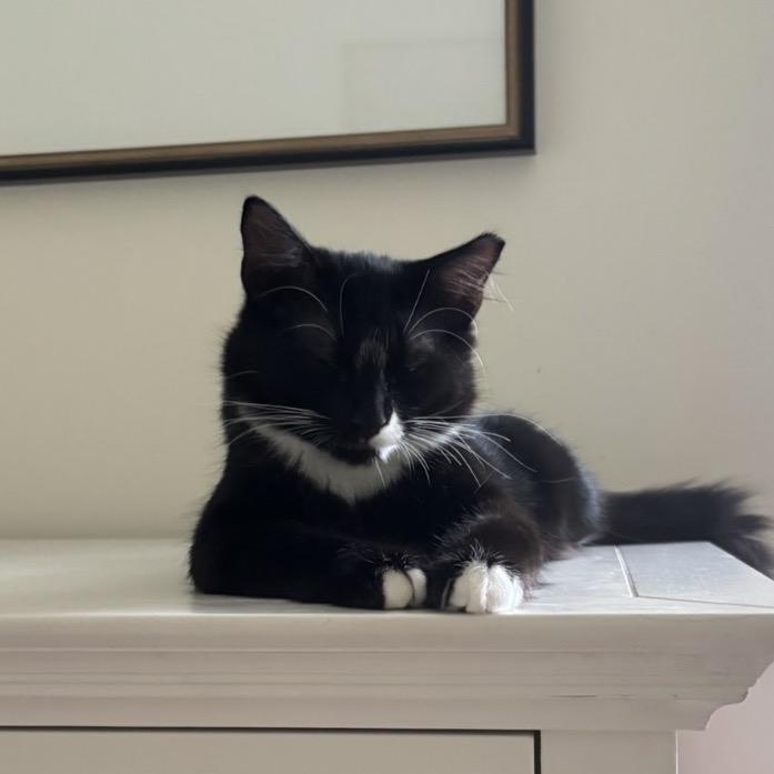 Mickey (& Minnie & Donald), Adoptable, Young Male Domestic Medium Hair.