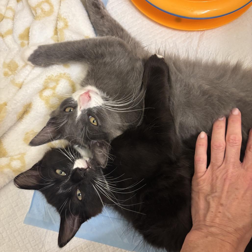 Enlarge Mickey (& Minnie & Donald), a Adoptable Domestic Medium Hair in Mount Laurel, NJ image 2/6