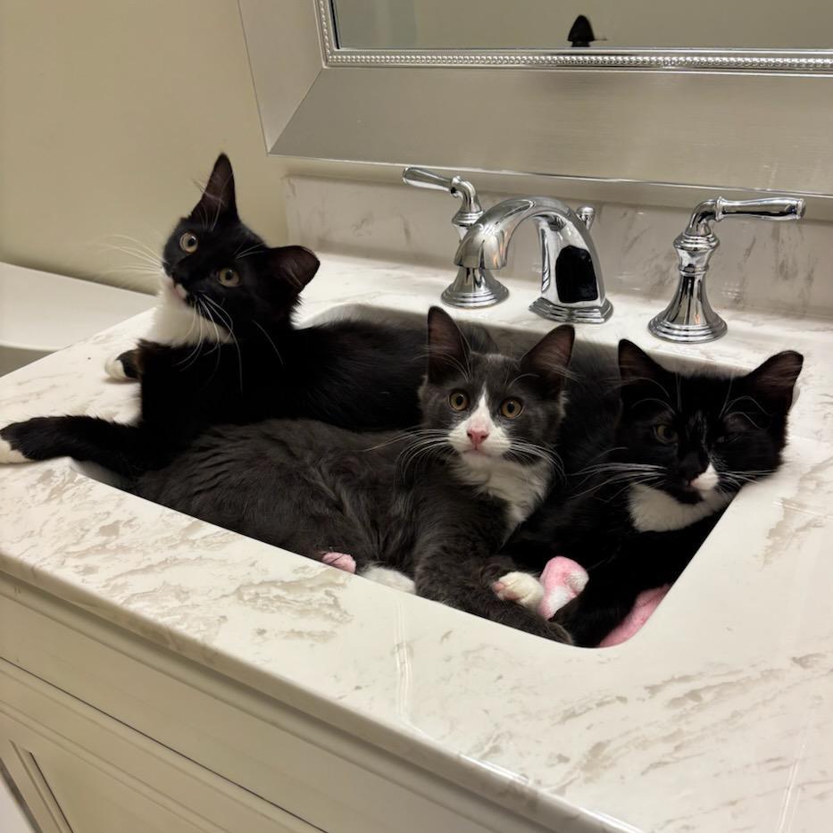 Enlarge Mickey (& Minnie & Donald), a Adoptable Domestic Medium Hair in Mount Laurel, NJ image 3/6