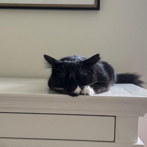 Enlarge Mickey (& Minnie & Donald), a Adoptable Domestic Medium Hair in Mount Laurel, NJ image 4/6