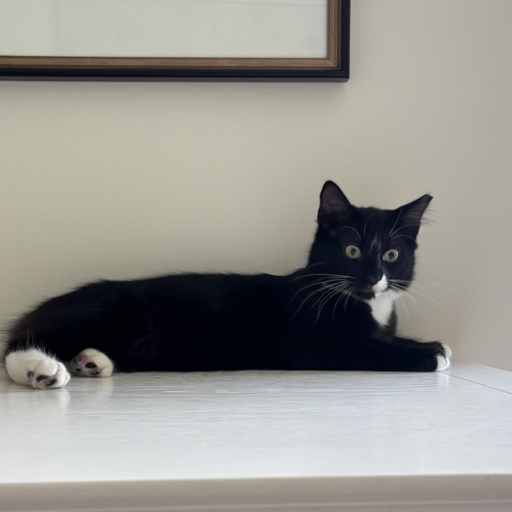 Enlarge Mickey (& Minnie & Donald), a Adoptable Domestic Medium Hair in Mount Laurel, NJ image 5/6