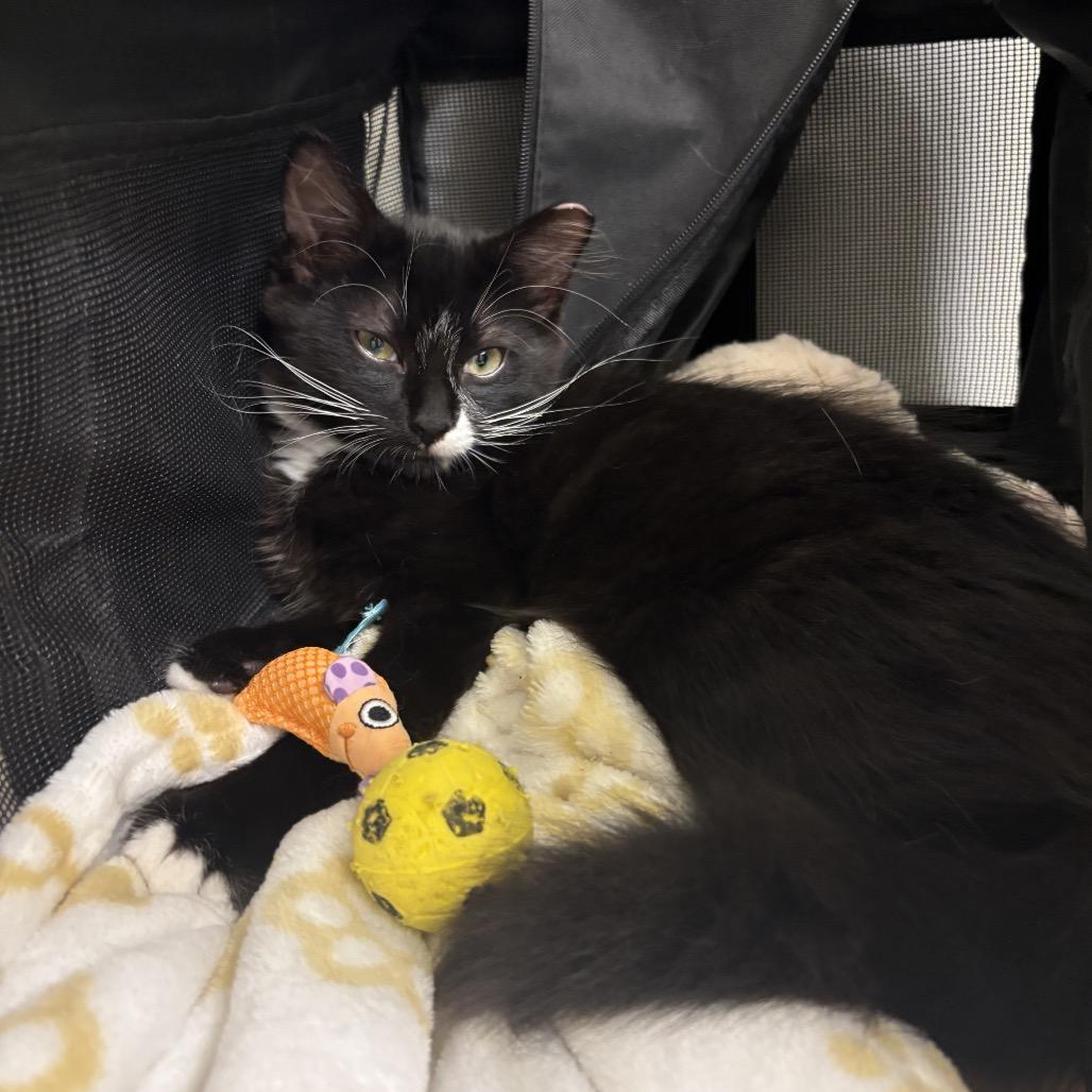 Enlarge Mickey (& Minnie & Donald), a Adoptable Domestic Medium Hair in Mount Laurel, NJ image 6/6