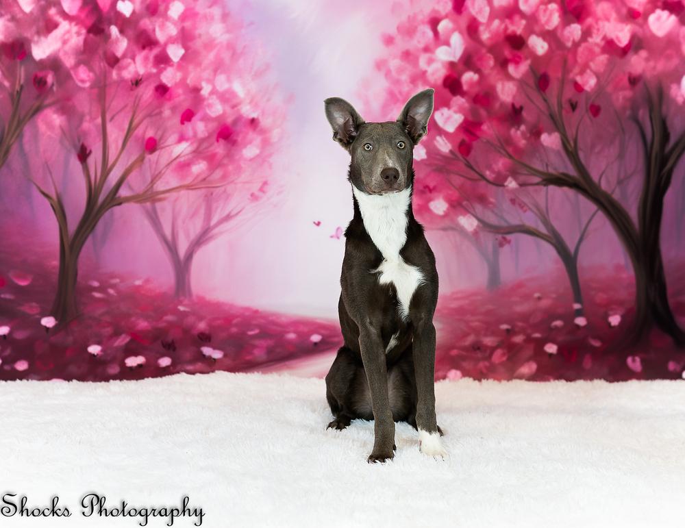 Windy (25-147 D), Adoptable, Puppy Female Mixed Breed.