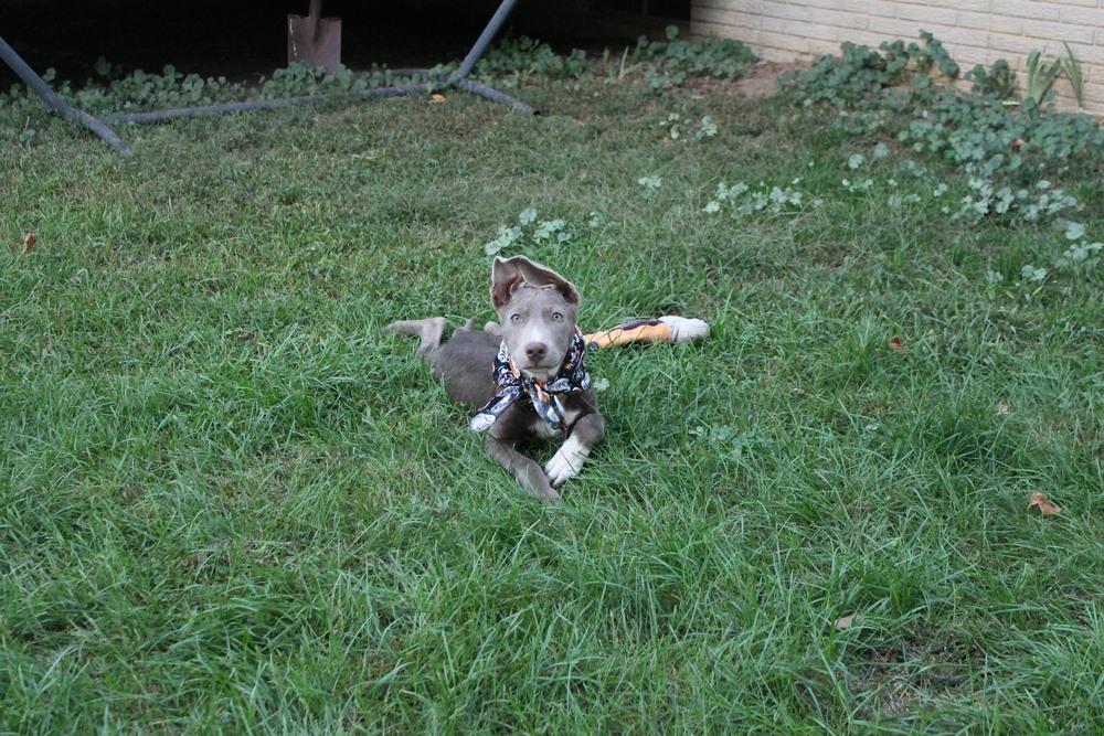 Windy (25-147 D), a Adoptable mixed breed in Lansing, MI image 1/6