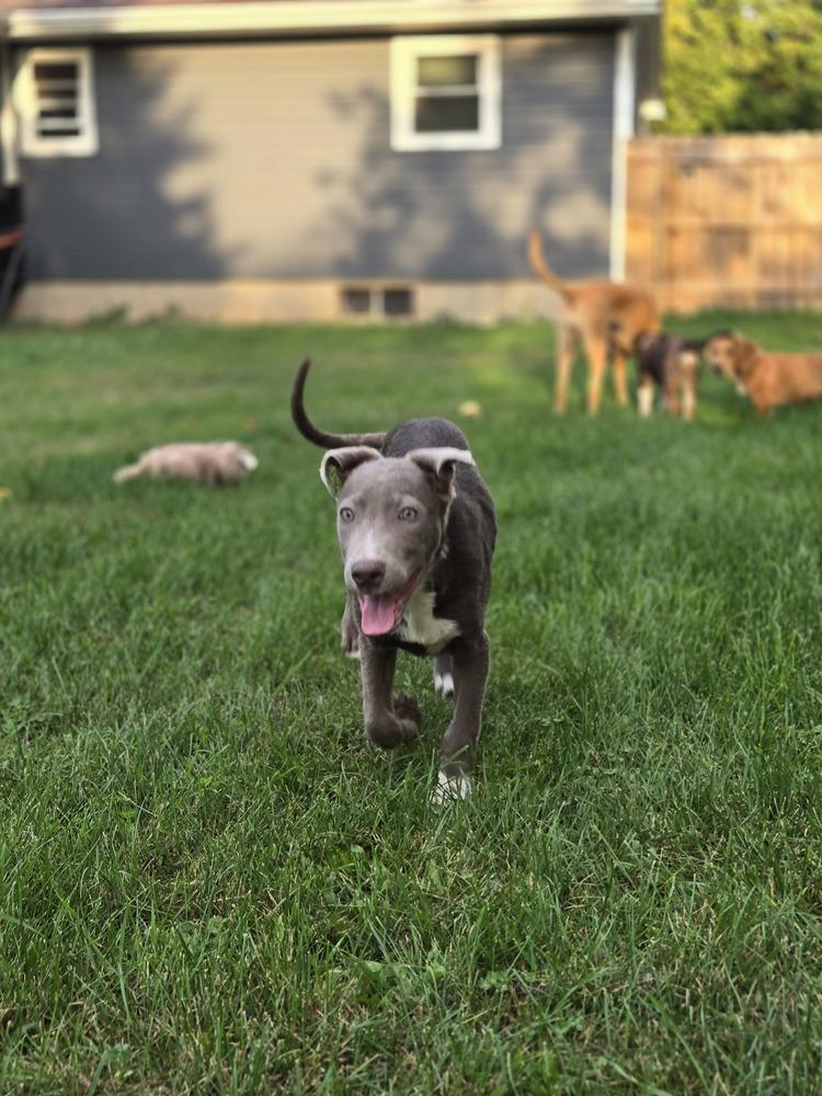 Windy (25-147 D), Adoptable, Puppy Female Mixed Breed.