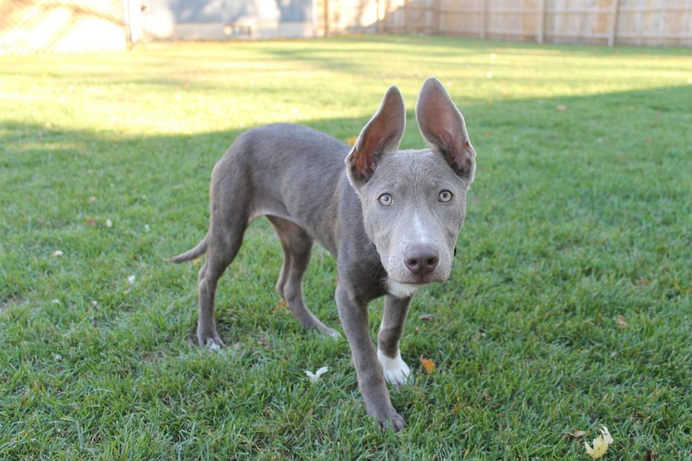 Windy (25-147 D), a Adoptable mixed breed in Lansing, MI image 3/6