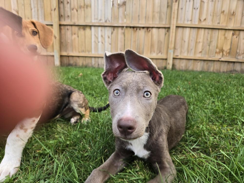 Windy (25-147 D), a Adoptable mixed breed in Lansing, MI image 4/6