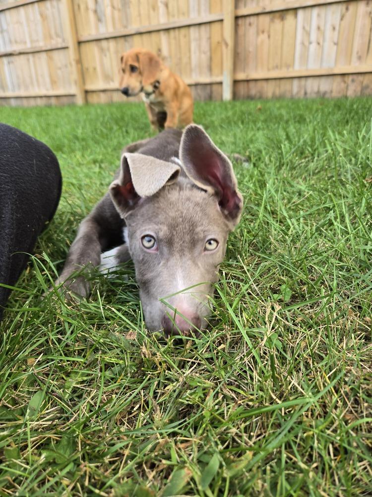 Windy (25-147 D), a Adoptable mixed breed in Lansing, MI image 5/6