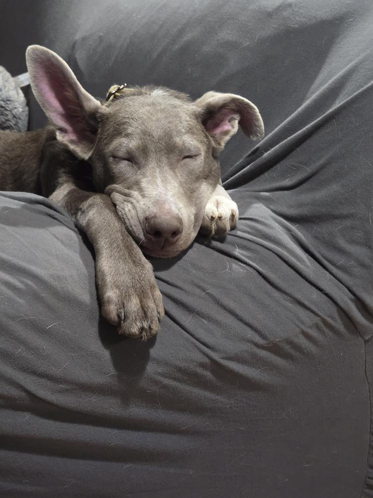 Windy (25-147 D), a Adoptable mixed breed in Lansing, MI image 5/6