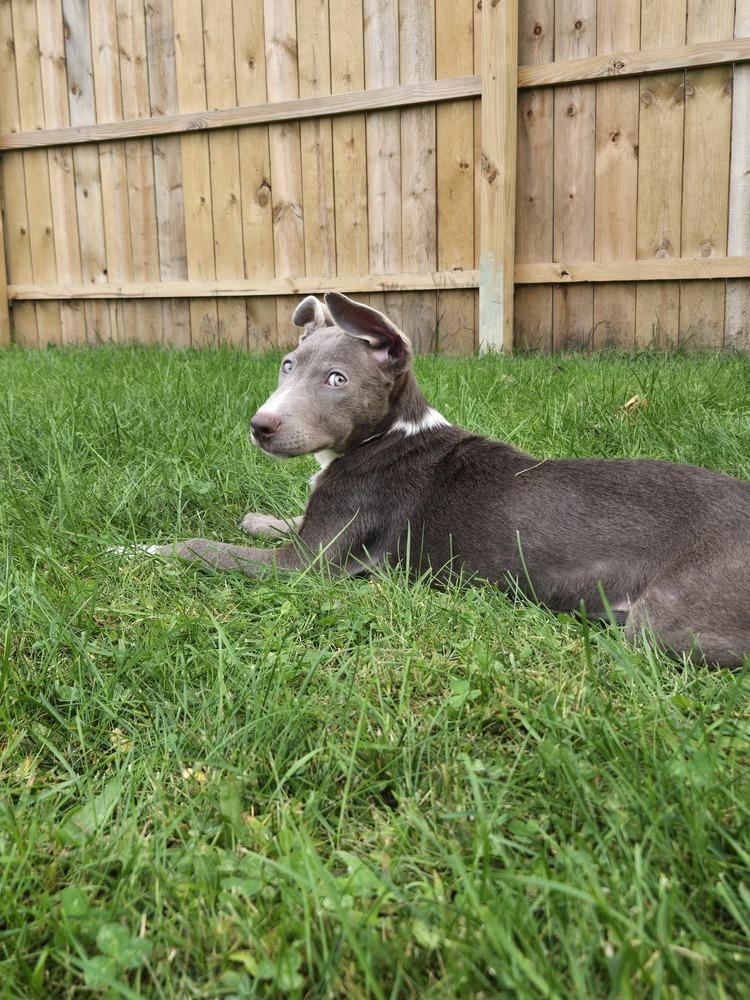 Windy (25-147 D), a Adoptable mixed breed in Lansing, MI image 6/6