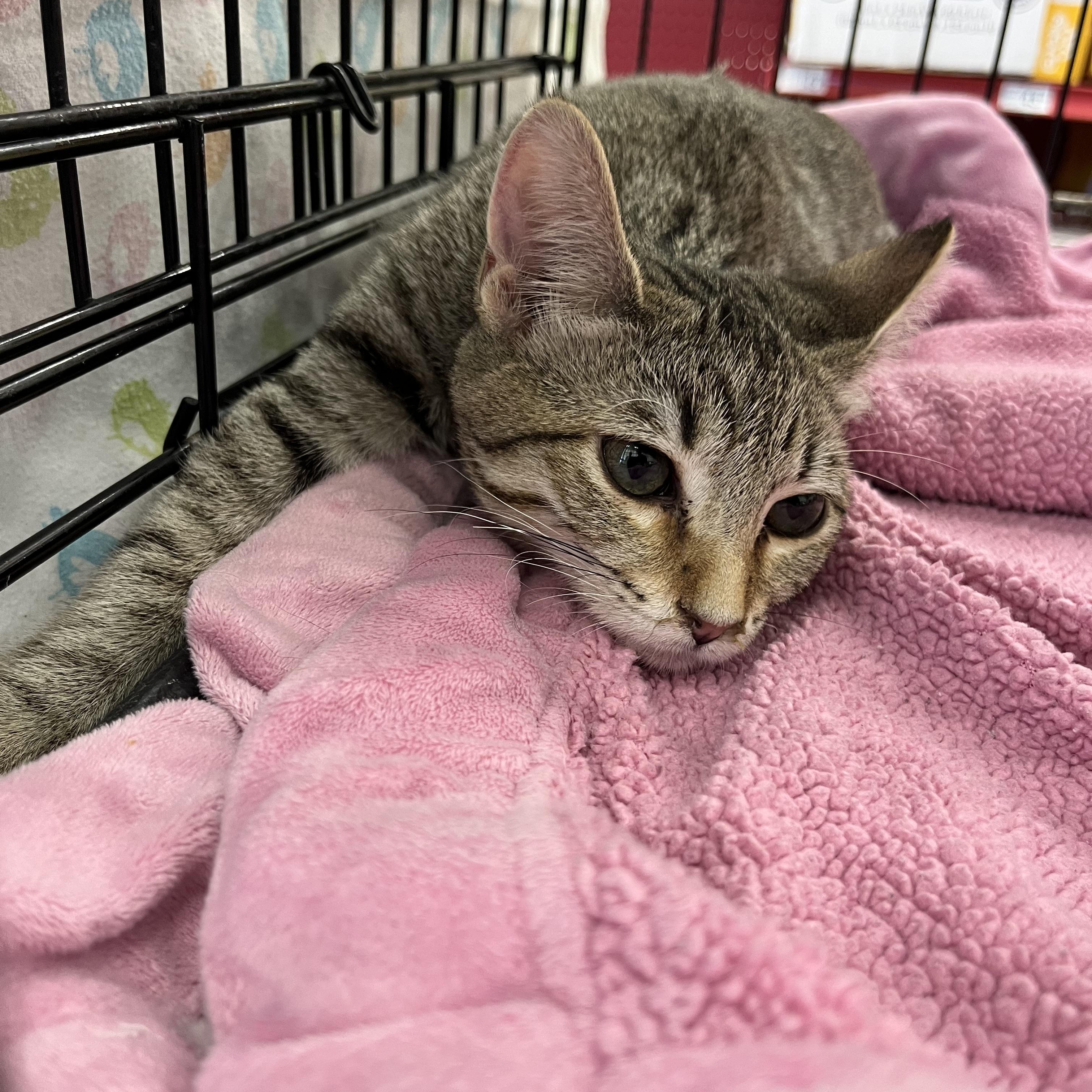 Enlarge Phoebe W. , a ADOPTABLE Tabby in Sacramento, CA image 1/1