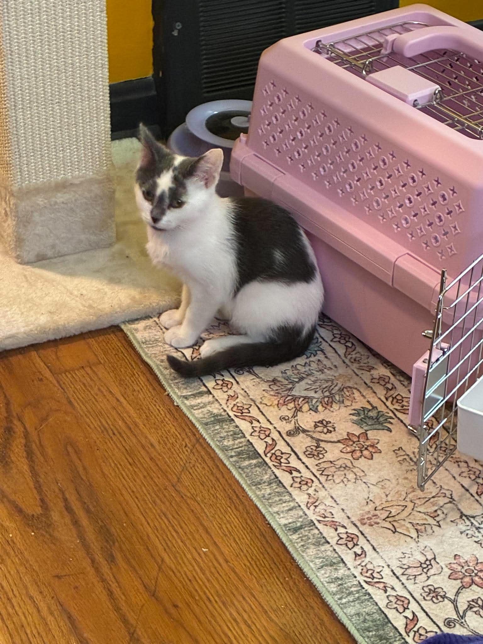 Buckeye, Adoptable, Kitten Male Domestic Short Hair.
