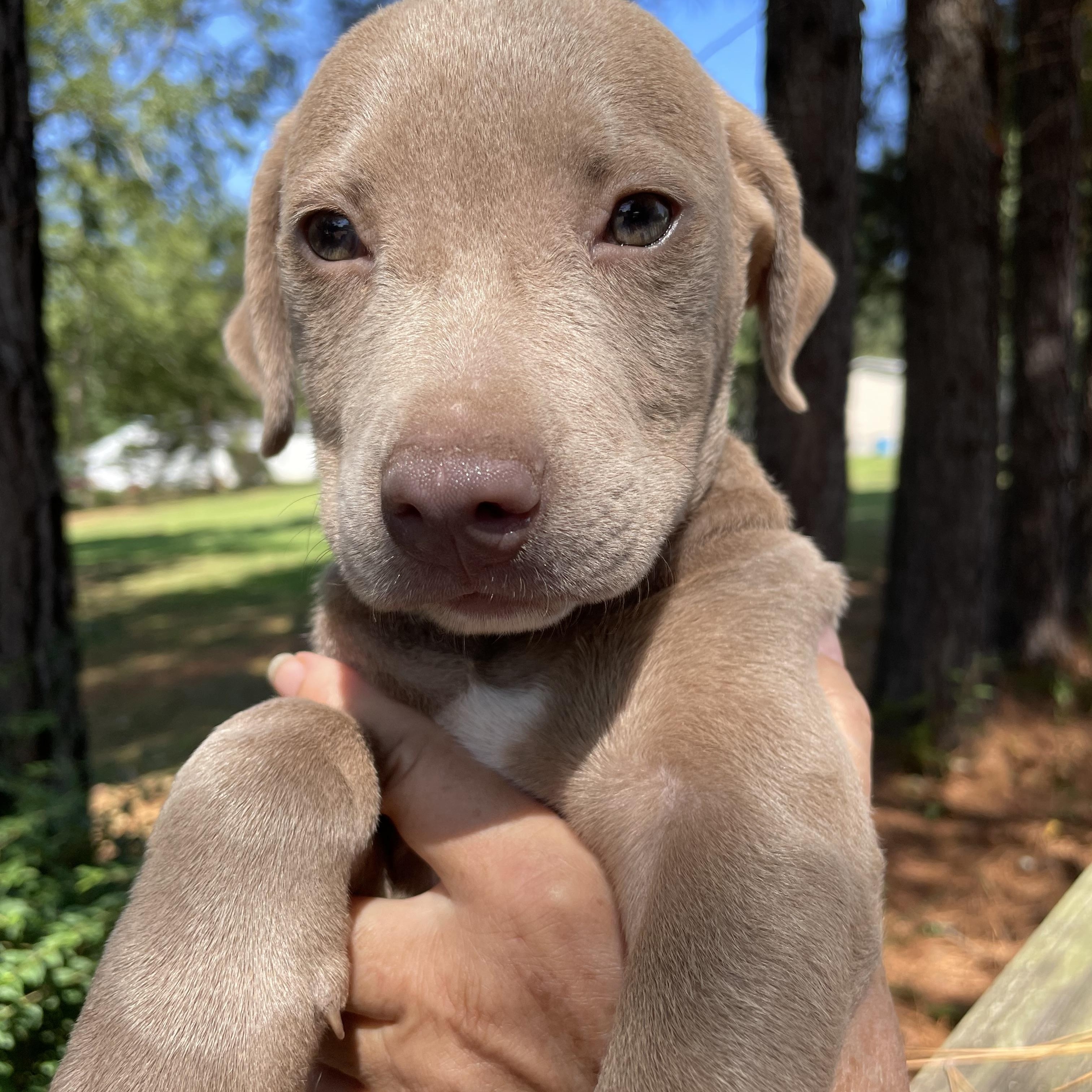 Penelope