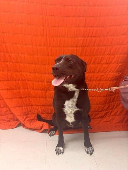 Enlarge Rose, a Adoptable mixed breed in McCook, NE image 1/4