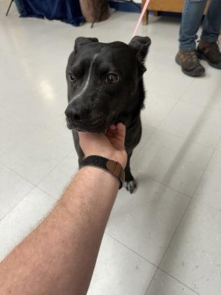 Rose, Adoptable, Adult Female Labrador Retriever & Mixed Breed.