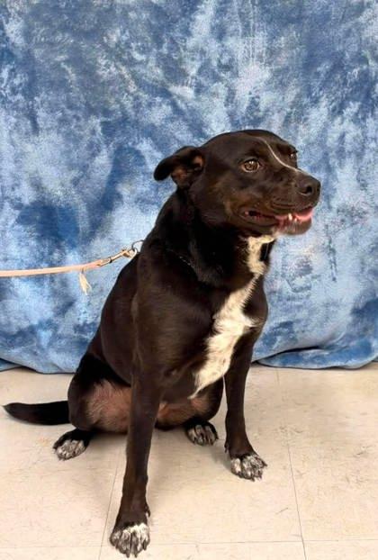 Enlarge Rose, a Adoptable mixed breed in McCook, NE image 2/3
