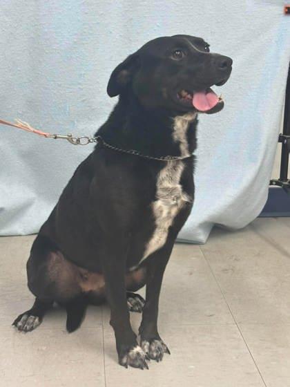 Enlarge Rose, a Adoptable mixed breed in McCook, NE image 2/3