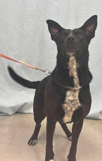 Enlarge Rose, a Adoptable mixed breed in McCook, NE image 3/3